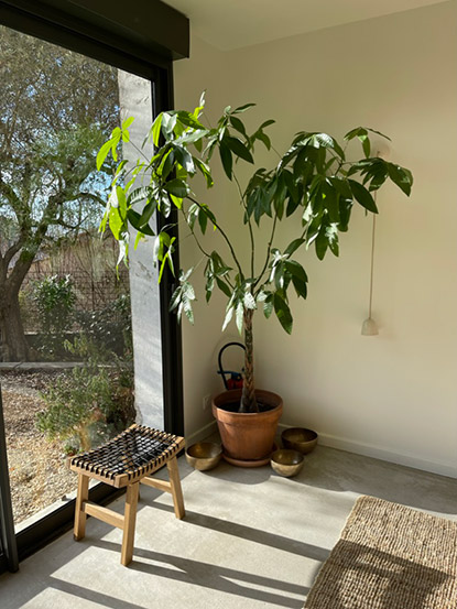 Arbre dans le studio