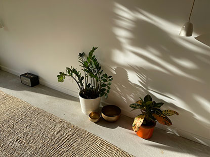 Plantes dans le Studio